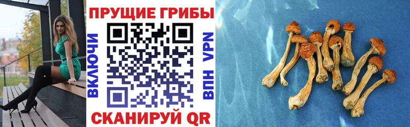 дарнет шоп  Усмань  hydra зеркало  Псилоцибиновые грибы Psilocybe 